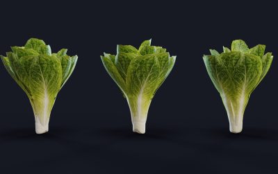 P_LETTUCE